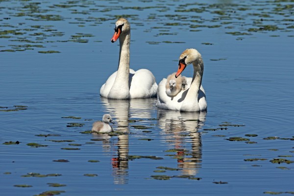 Proud Parents by Deb Oppermann